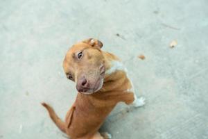 Portrait of a little brown dog dog outside in a neighborhood with a person sitting nearby photo