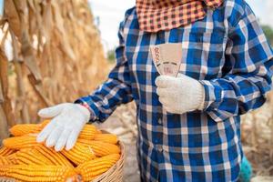 Corn growers hold Thai banknotes. The concept of profits from the trade. photo