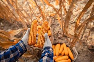 Corn placed in a basket  Farmer harvest concept of corn planting photo