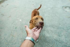 The brown dog is begging the babysitter to rub his head and scratch the chin. photo