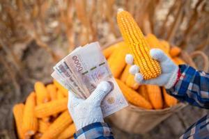 Corn growers hold Thai banknotes. The concept of profits from the trade. photo