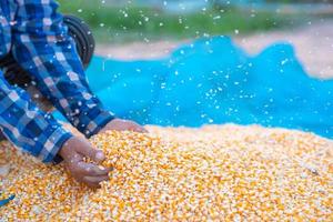 Farmers' hands are collecting corn seeds. photo