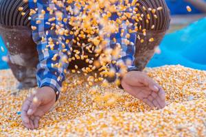 Farmers' hands are collecting corn seeds. photo