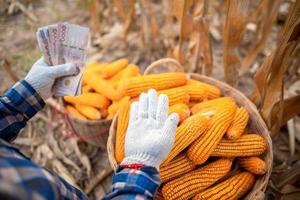 Corn growers hold Thai banknotes. The concept of profits from the trade. photo