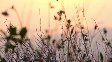 flores de grama seca no fundo do céu por do sol. pôr do sol em um campo de feno rural. fundo da natureza. video