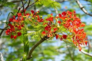 Red flamboyant flowers in the wild photo