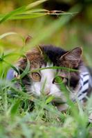 Cute cat playing on the grassy lawn at sunset photo