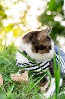 Cute cat playing on the grassy lawn at sunset photo