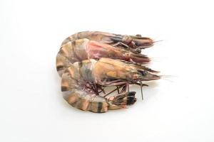 fresh tiger prawn or shrimp photo