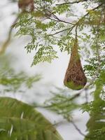 nido de pájaro, tejedor en el árbol foto