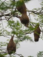 nido de pájaro, tejedor en el árbol foto