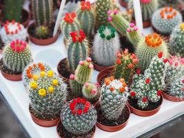 el tronco verde del árbol de cactus tiene puntas afiladas alrededor de la flor en macetas de plástico flor colorida foto