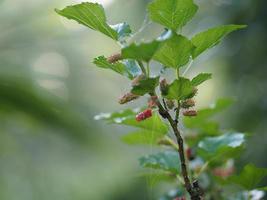 Mulberry fruit in the garden Mulberry fruit blooming on tree in garden on blurred of nature background photo