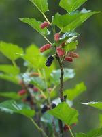 Mulberry fruit blooming on tree in garden on blurred of nature background photo