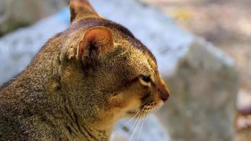 hermoso gato lindo con ojos verdes en la selva tropical de México. video