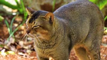 hermoso gato lindo con ojos verdes en la selva tropical de México. video