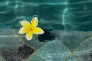 Flower plumeria or frangipani decorated on swimming pool photo