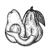 Avocado vector icon. Whole garden fruit, cut in half, slice. Fresh exotic vegetable with seed, ripe pulp, on a branch with a leaf. Hand drawn black and white food sketch. Monochrome outline