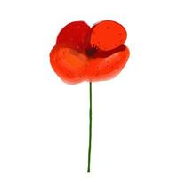 Poppy flower illustration isolated on white background. vector