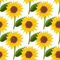 Seamless pattern with sunflower flower illustration on white background vector