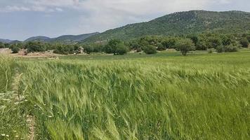 Landscape mountain view with grass video