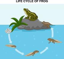 Illustration of frog life cycle vector