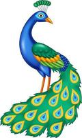 Cartoon funny peacock on white background vector