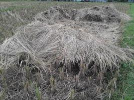 campo de arroz cosechado foto