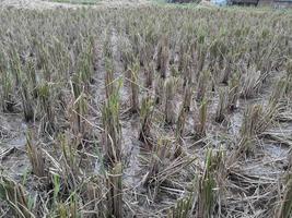 Harvested rice field photo