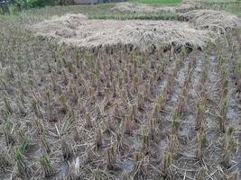 campo de arroz cosechado foto