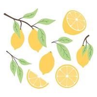 conjunto de limones en estilo plano. colección de limones en una rama, una rodaja de limón, la mitad de una ilustración de lemon.vector. vector