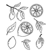 Set of lemons in doodle style. Collection of lemons on a branch, a slice of a lemon, half a lemon. Vector illustration.