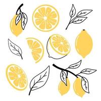 conjunto de limones en estilo doodle. colección de limones en una rama, una rodaja de limón, medio limón. ilustración vectorial vector