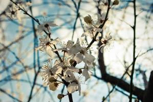hermosas flores blancas de cerezo. foto
