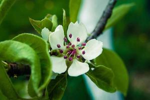 Pink apple flowers, beautiful spring background. photo