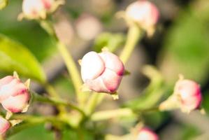 Pink apple flowers, beautiful spring background. photo