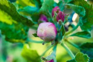 Beautiful pink apple flowers, spring background. photo