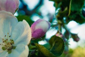 Beautiful pink apple flowers, spring background. photo