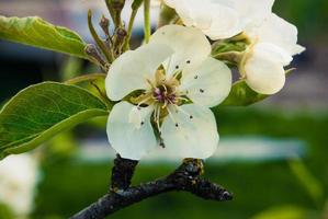 Fresh beautiful flowers of the apple tree. photo