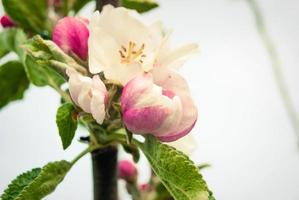 hermosas flores frescas del manzano. foto