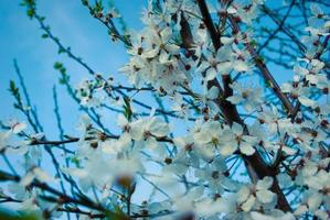 Fresh spring beautiful flowers of the cherry tree. photo