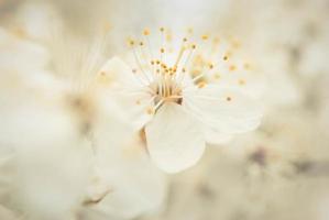 Beautiful sakura flowers, cherry blossom photo