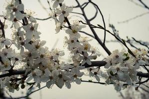 Beautiful sakura flowers, cherry blossom photo