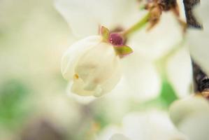 Beautiful white flowers of cherry tree. photo