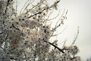 Beautiful sakura flowers, cherry blossom photo