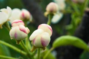 Pink apple flowers, beautiful spring background. photo