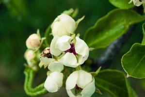 Pink apple flowers, beautiful spring background. photo