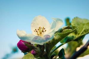 Beautiful pink apple flowers, spring background. photo