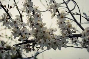 Beautiful sakura flowers, cherry blossom photo