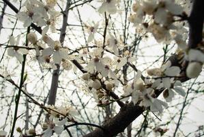 Beautiful white flowers of cherry tree. photo